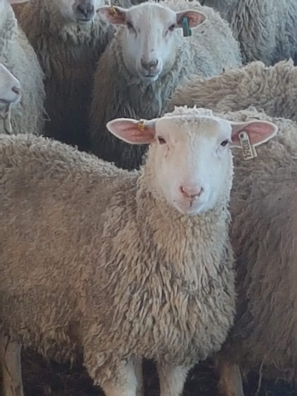 Canada Sheep & Lamb Farms Ltd. | Stony Mountain, MB R0C 3A0, Canada | Phone: (204) 214-0029
