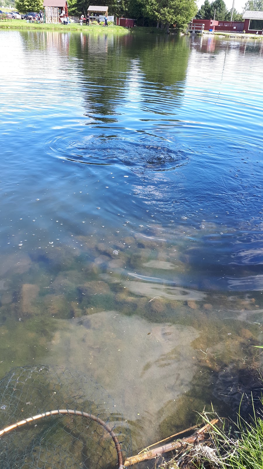 Lyndon Fish Hatcheries Inc. | 1738 Queen St, New Dundee, ON N0B 2E0, Canada | Phone: (519) 696-3076