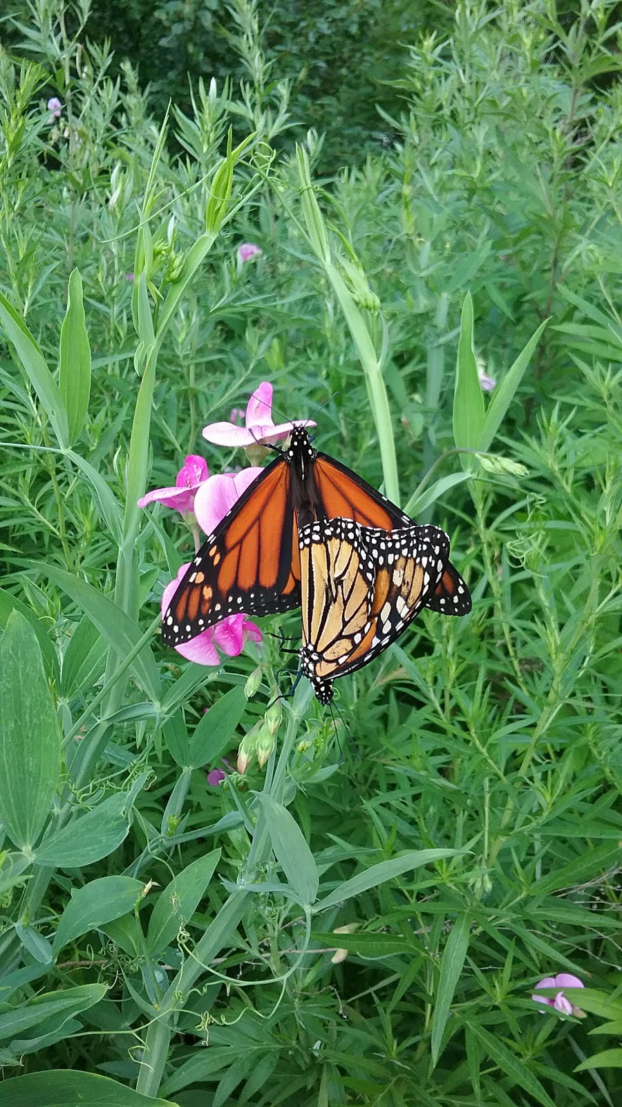 Minnesota Linear Park | Buffalo, NY 14214, USA