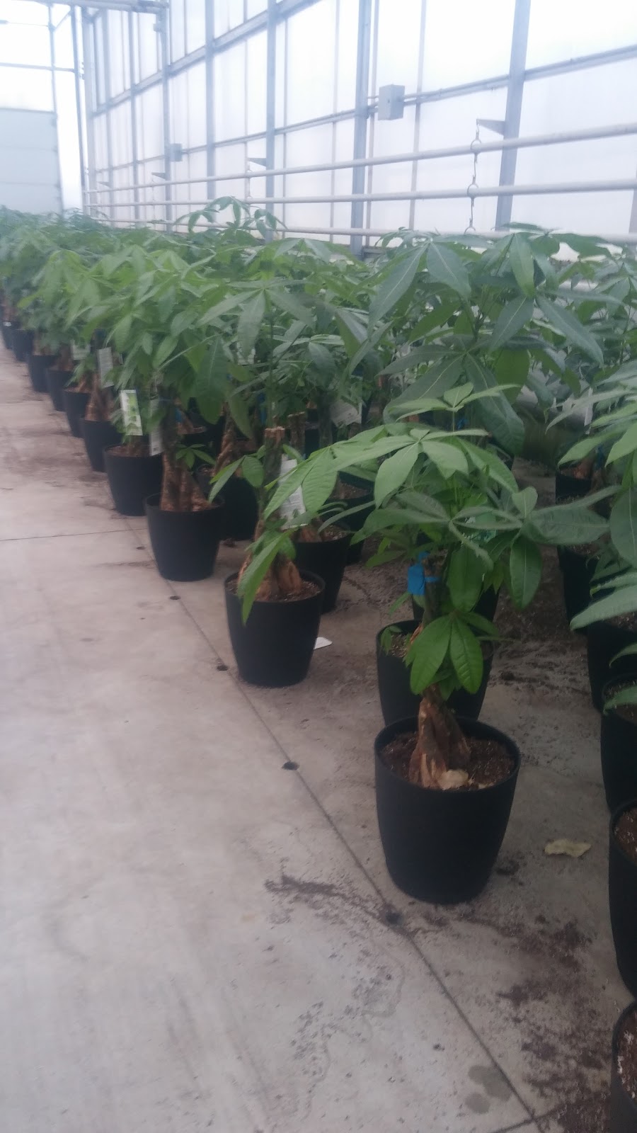 Hendriks Andrew & Sons Greenhouses Inc | 5095 N Service Rd, Beamsville, ON L0R 1B3, Canada | Phone: (905) 563-8132