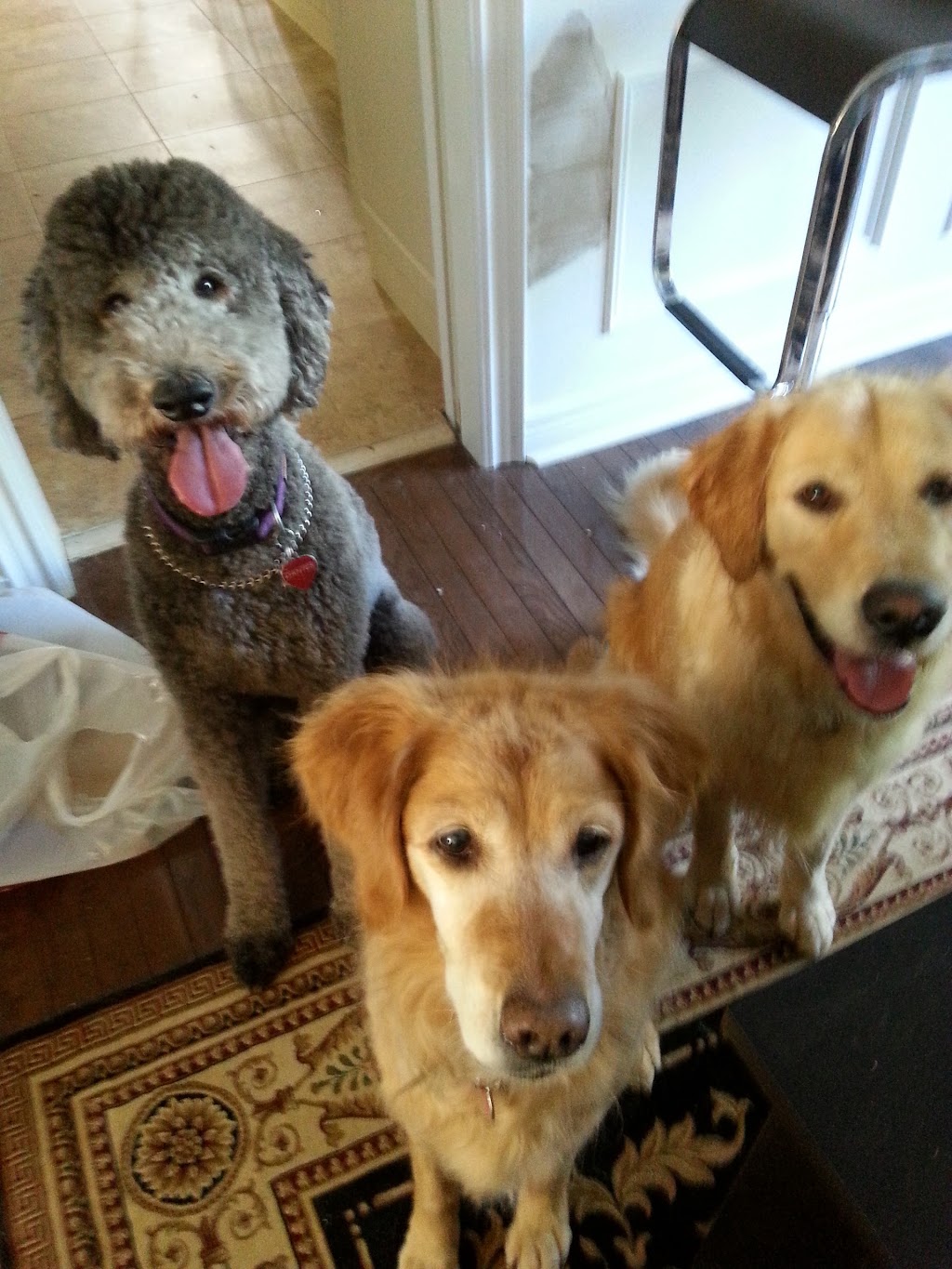Purrs & Wags Professional Pet Care | 1964 Main St W, Hamilton, ON L8S 1J5, Canada | Phone: (905) 577-3911