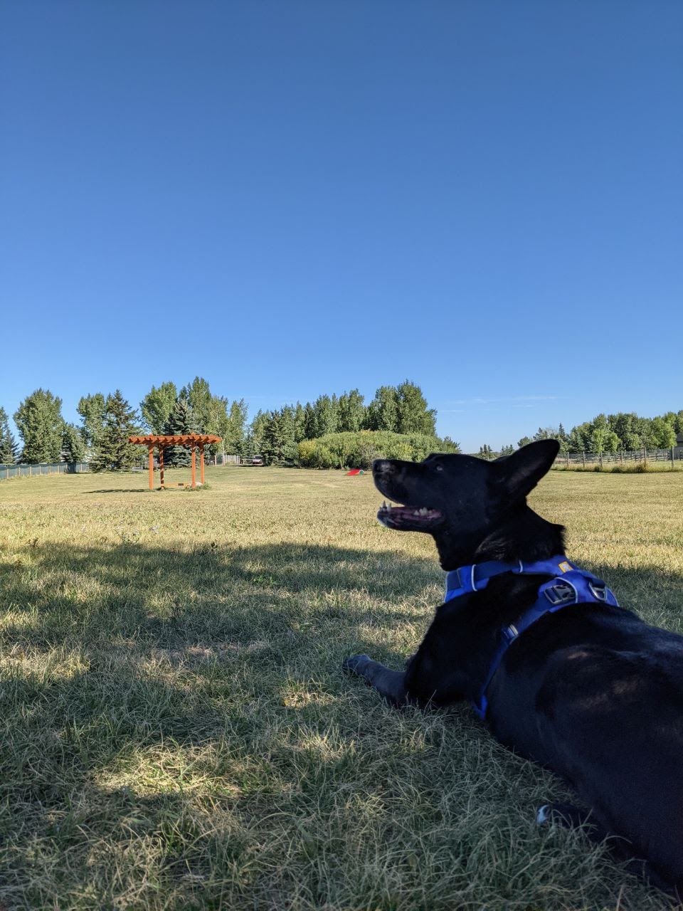 Country Club Pet Resort | 282063 Township Rd 224A, Alberta T1X 0J2, Canada | Phone: (403) 936-5685