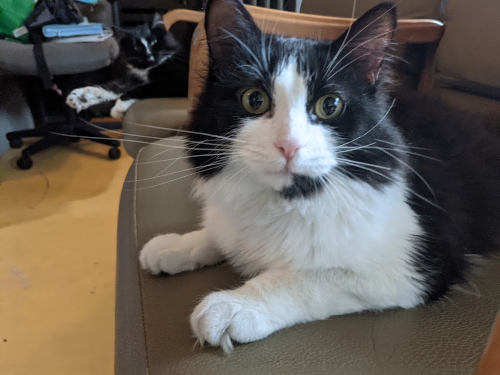 The Cats of Paint Lake | Box 344, 1028 Paint Lake Rd, Dorset, ON P0A 1A0, Canada | Phone: (705) 854-0827