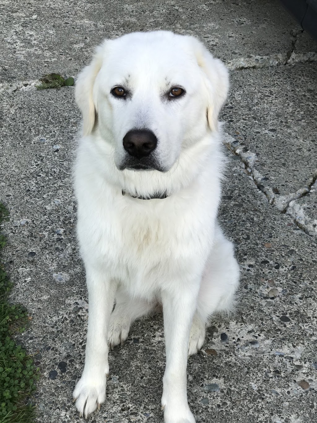 Cedar Grove Animal Hospital | 32670 Lougheed Hwy, Mission, BC V2V 1A7, Canada | Phone: (604) 820-8552