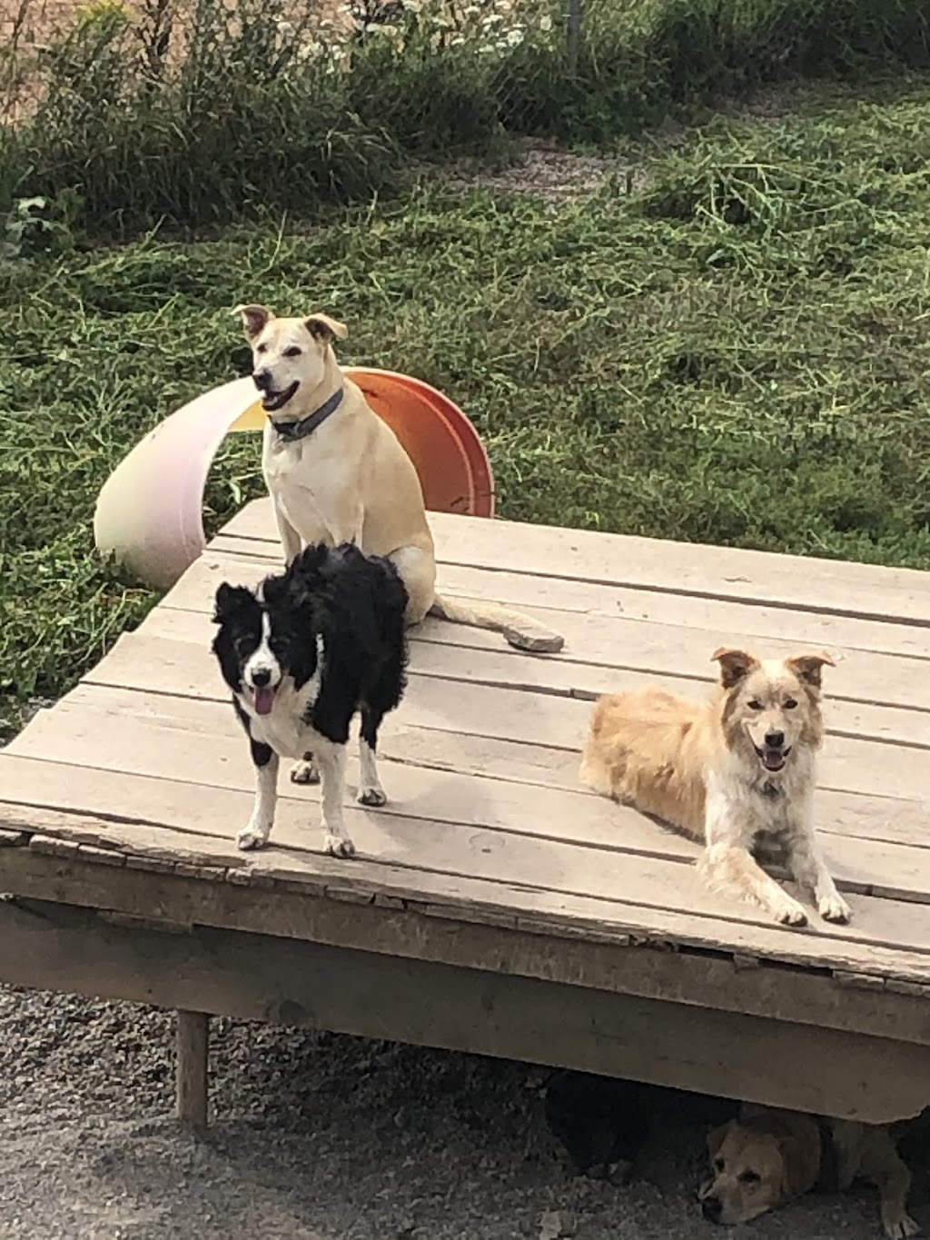 Furry Friends Inn | 1008 Ruggles Rd, Kingston, NS B0P 1R0, Canada | Phone: (902) 825-3208