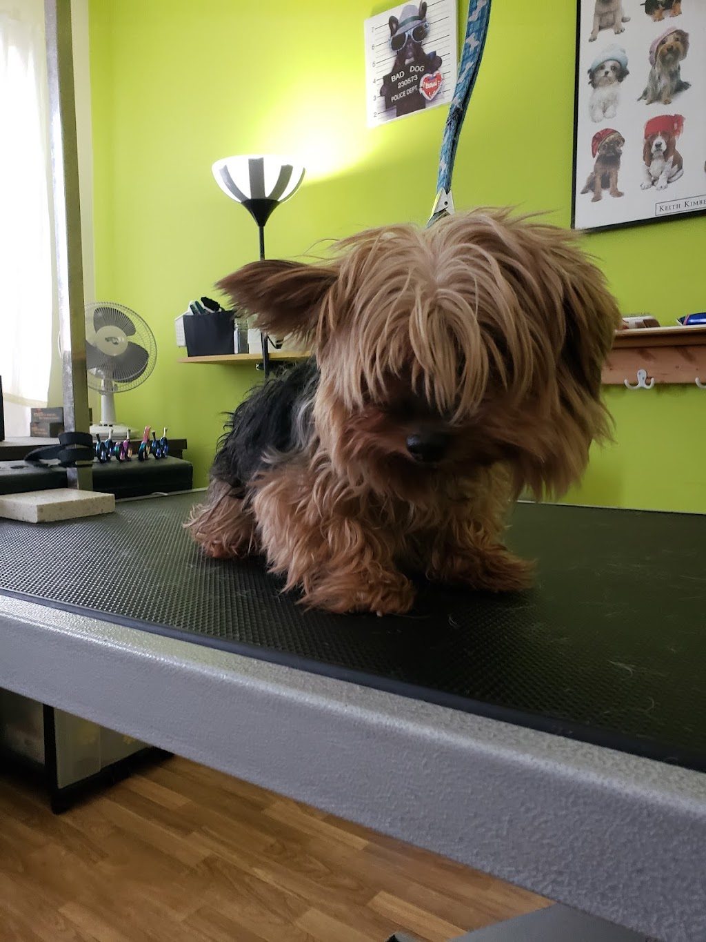 Yuppy Puppy Spa | 78 Barnstone Dr, Markham, ON L6E 0L9, Canada | Phone: (647) 886-6312