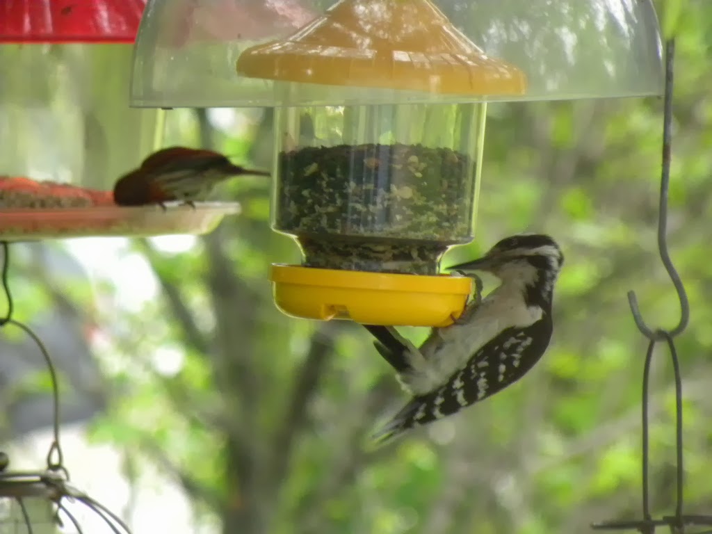 Porters Hill Wild Bird Seed co. | 34477 Mill Rd, Bayfield, ON N0M 1G0, Canada | Phone: (519) 565-5959