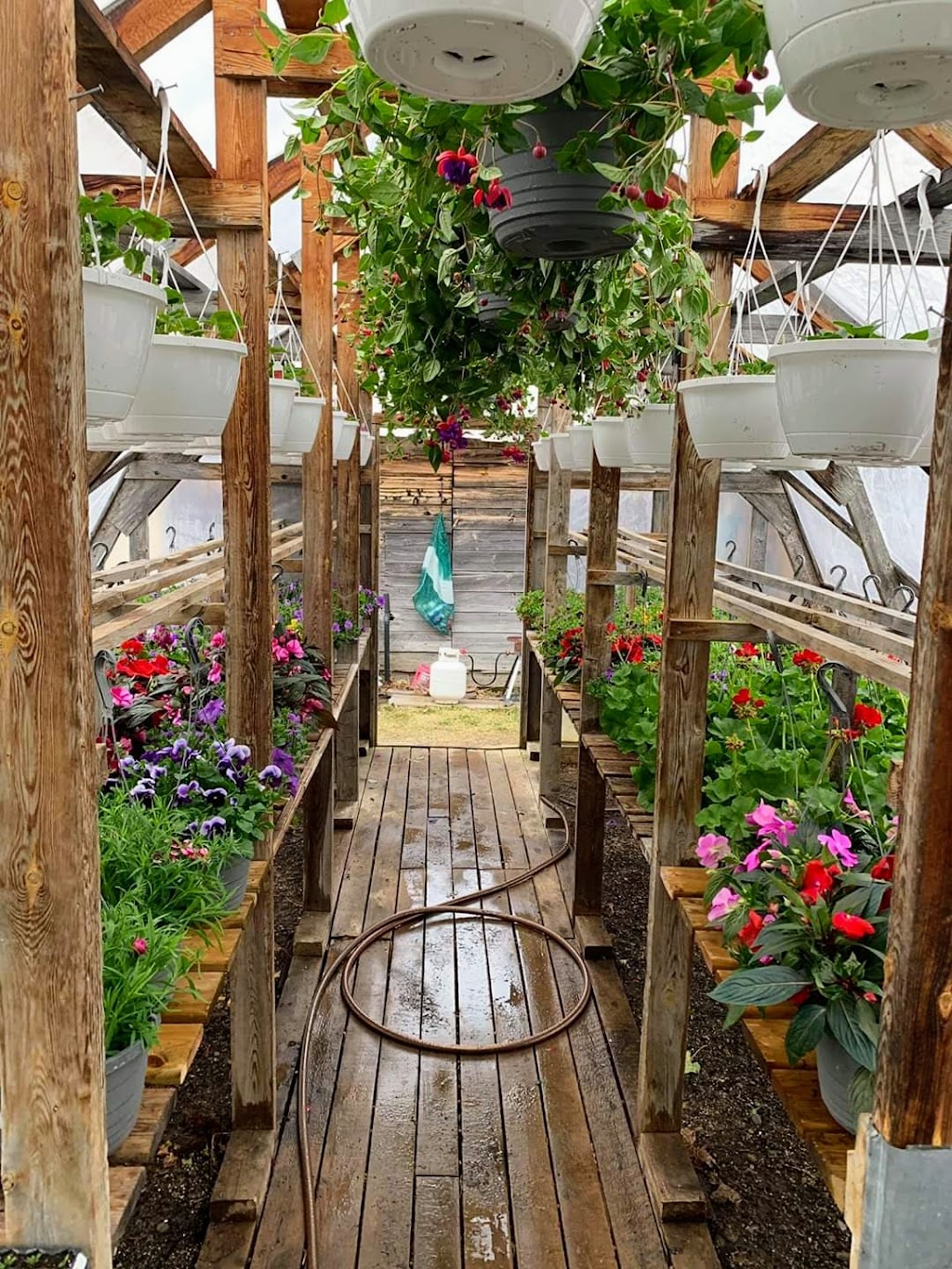 Greenes Garden Patch | 9664 NB-8, Blissfield, NB E9C 1L6, Canada | Phone: (506) 365-0499