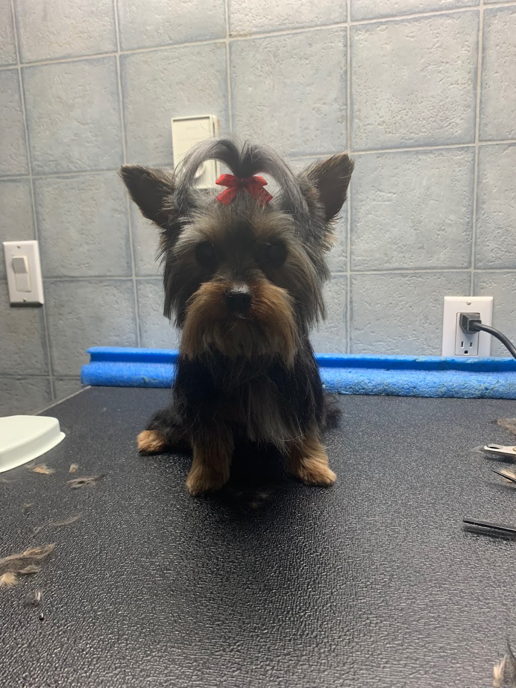 Bouctouche Grooming & Pet Supplies | 42 Rue De Parc, Bouctouche, NB E4S 3C5, Canada | Phone: (506) 743-8199