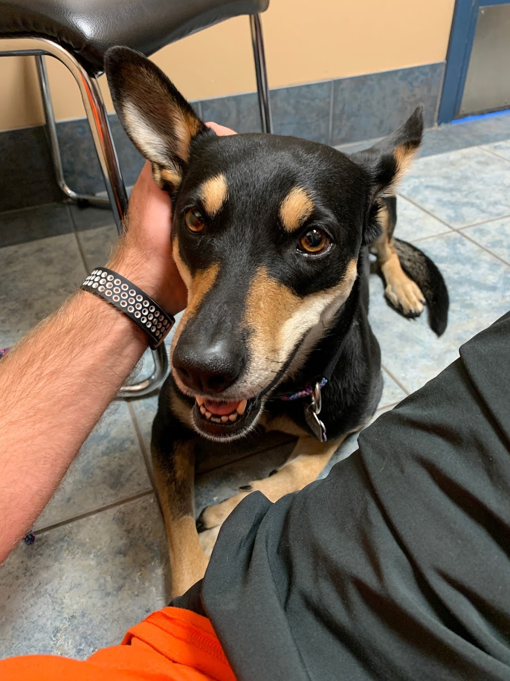 Southwood Veterinary Hospital | 10233 Elbow Dr SW, Calgary, AB T2W 1E8, Canada | Phone: (403) 281-2060