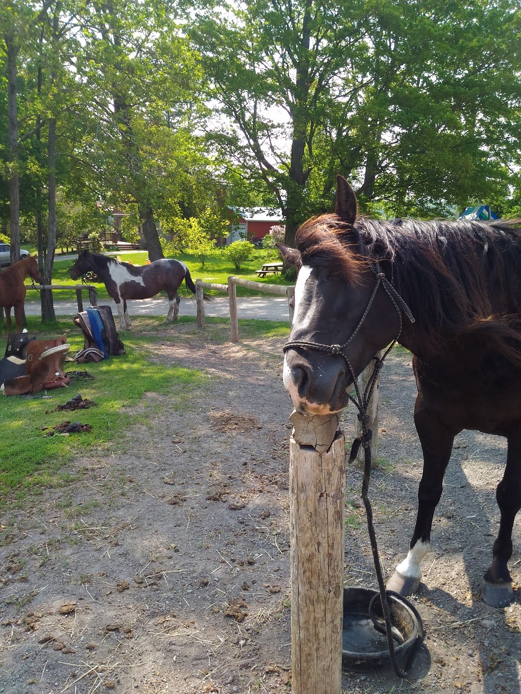 Maple Crescent Farm | 9741 County Rd 10, Campbellcroft, ON L0A 1B0, Canada | Phone: (905) 797-2598