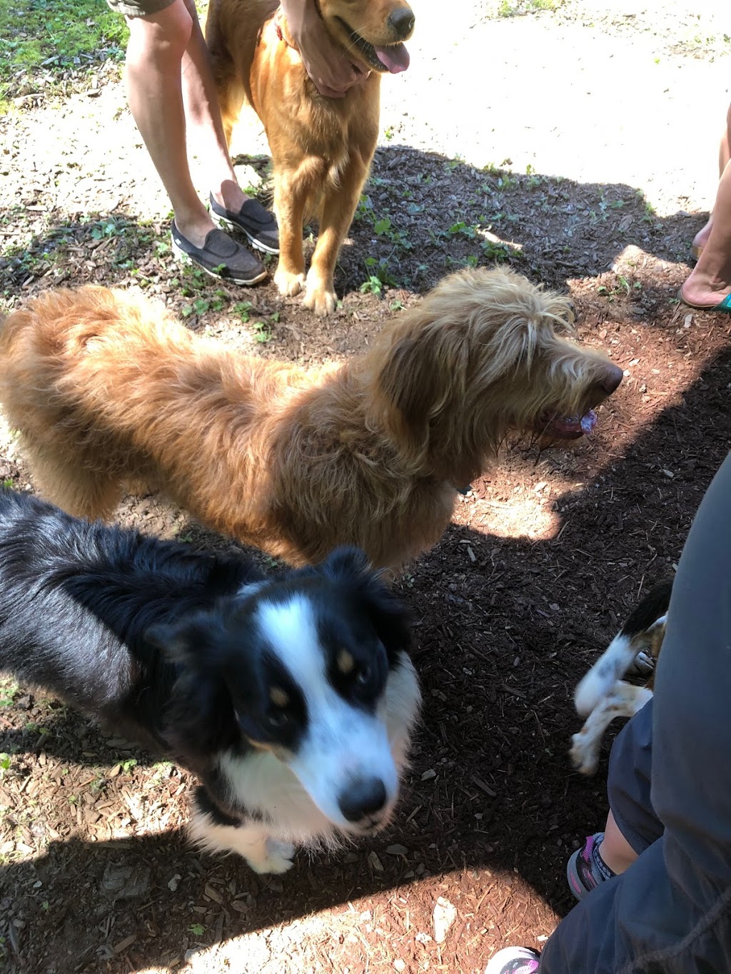Sunny Lane Canine Academy | 7407 Sunny Ln, Sedro-Woolley, WA 98284, USA | Phone: (360) 856-5631