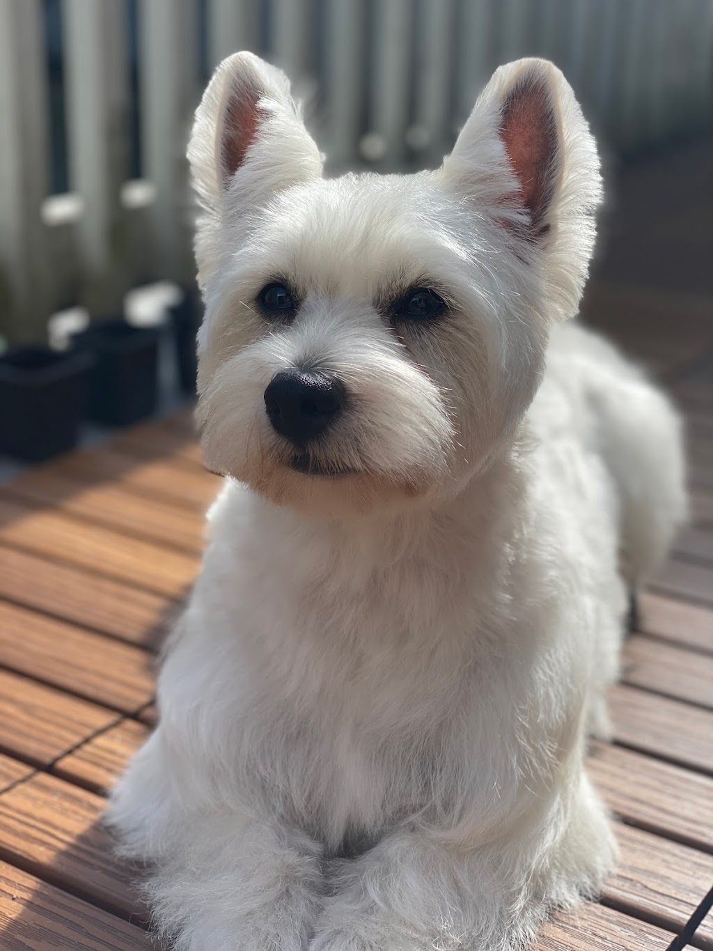 Honey Dog Grooming | 6840 Cedar Rose Ct, Burnaby, BC V5J 5J7, Canada | Phone: (236) 995-6840