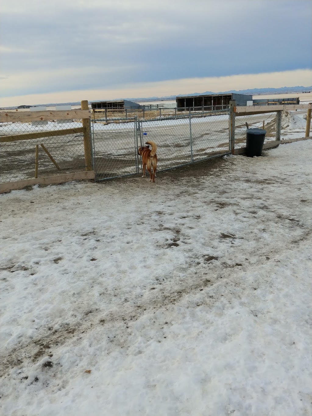 barrett off leash