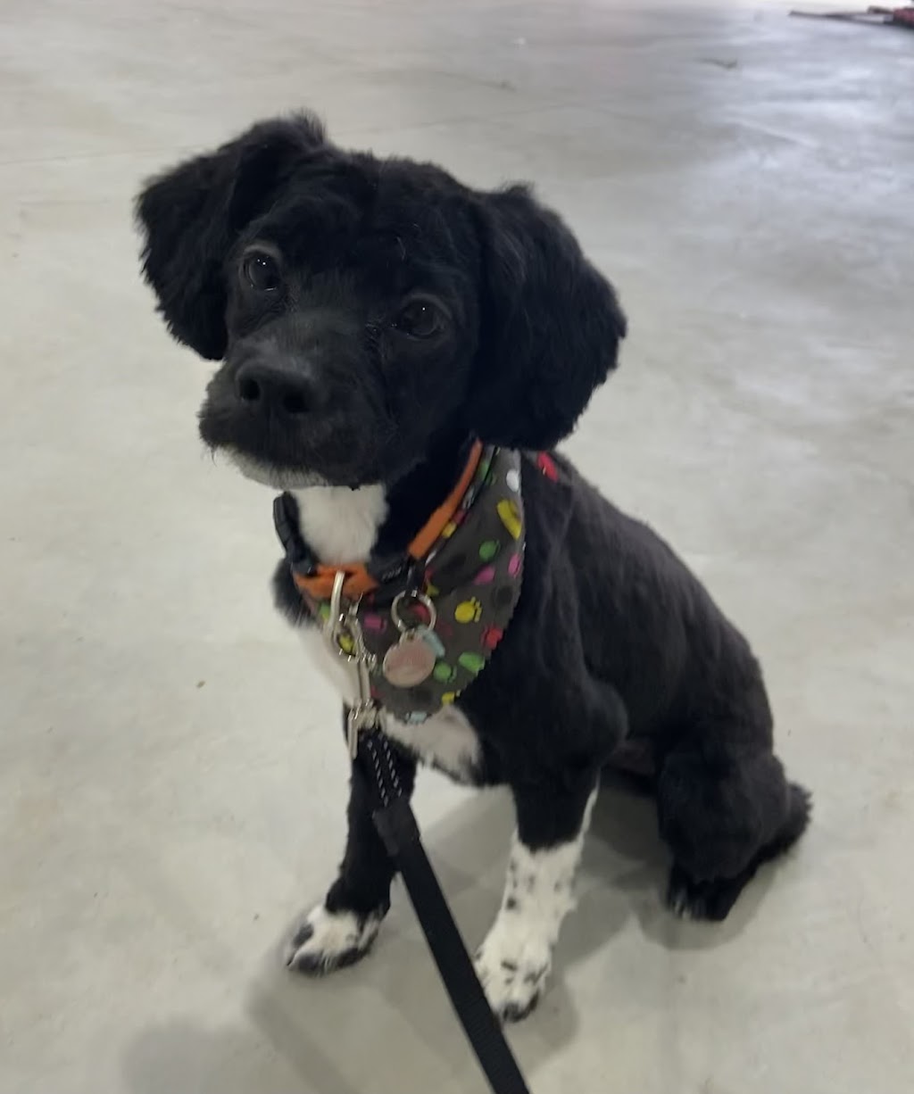 Roc N Dukes Pet Supplies Mount Forest | 219 Industrial Dr, Mount Forest, ON N0G 2L1, Canada | Phone: (888) 489-3431