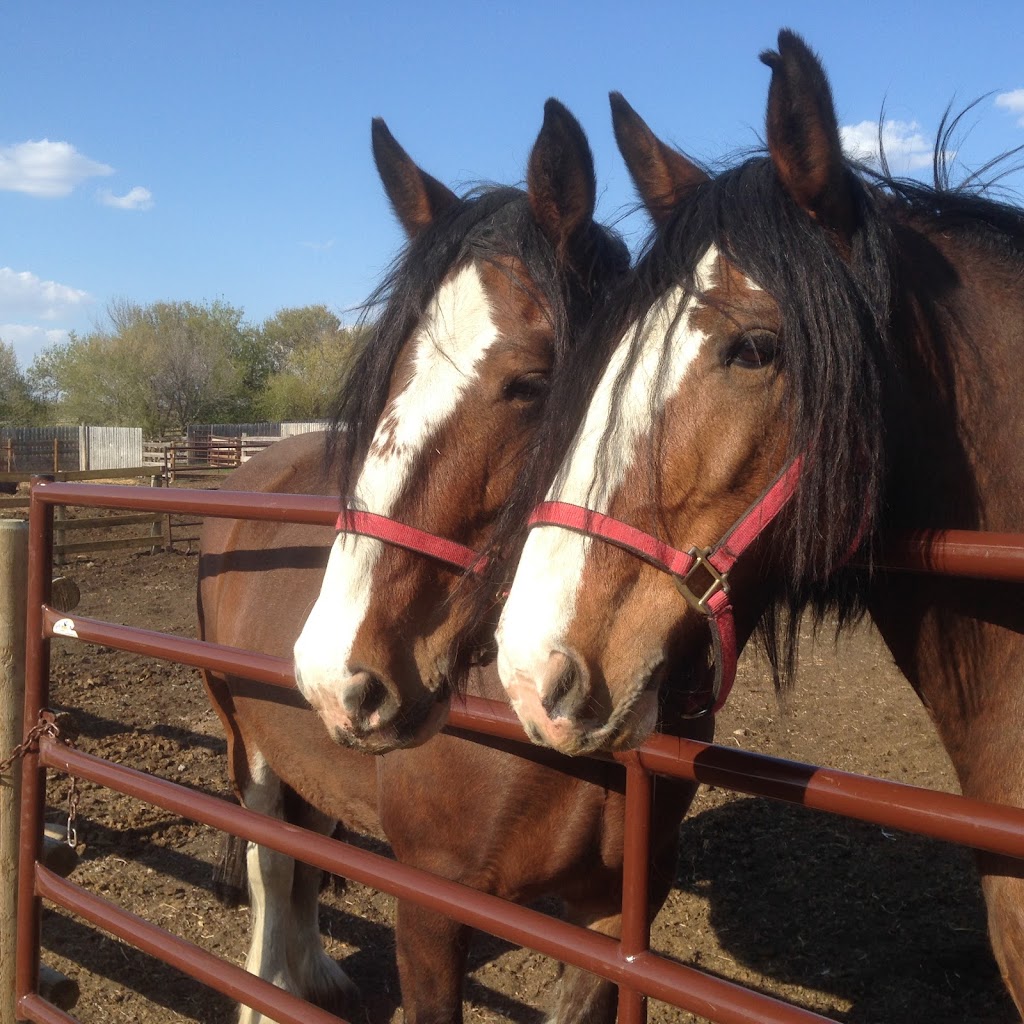 Destiny Ridge Farm | RR1, Blackie, AB T0L 0J0, Canada | Phone: (403) 462-0160