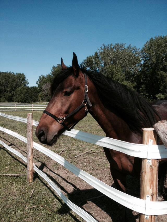 Cavalli Equestrian Center | 4900 Chemin Bellerive, Carignan, QC J3L 1P3, Canada | Phone: (514) 814-6718