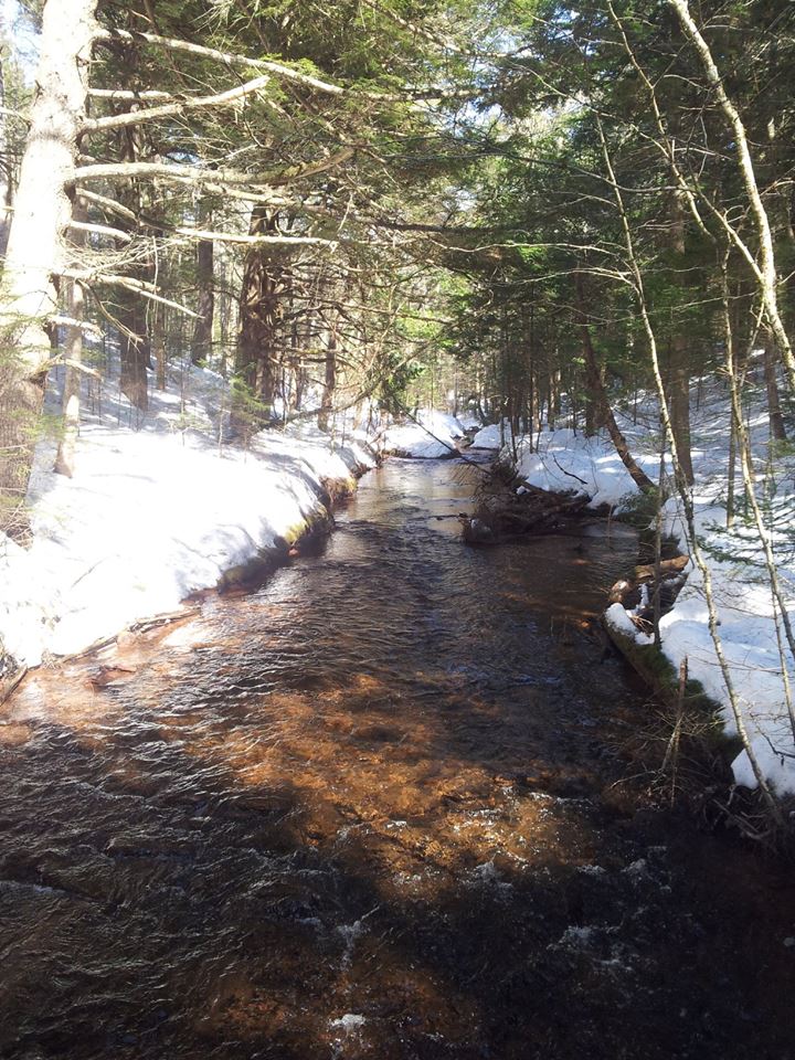 MacPhail Woods Forestry Project | 269 MacPhail Park Rd, Vernon Bridge, PE C0A 2E0, Canada | Phone: (902) 651-2575