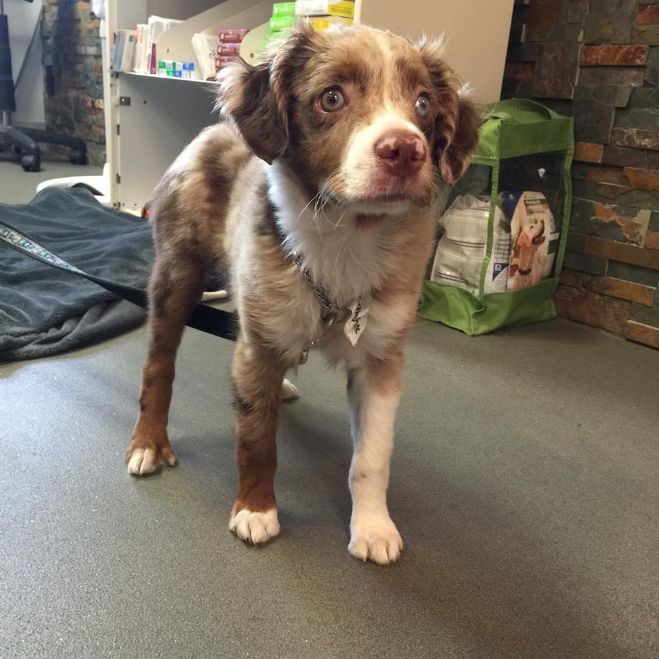 Richmond Animal Hospital Ltd | 9220 No 3 Rd, Richmond, BC V7A 1V9, Canada | Phone: (604) 277-3161