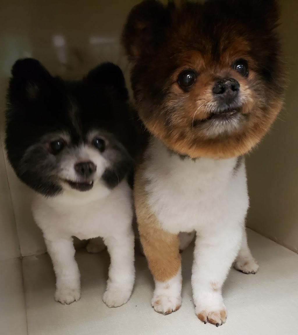 Pet Grooming | 57 Viking Rd, Winnipeg, MB R2N 4A7, Canada | Phone: (204) 951-0068