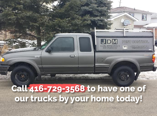 JDM Pest Control | 27 Rak Ct, Bradford, ON L3Z 2X2, Canada | Phone: (416) 729-3568