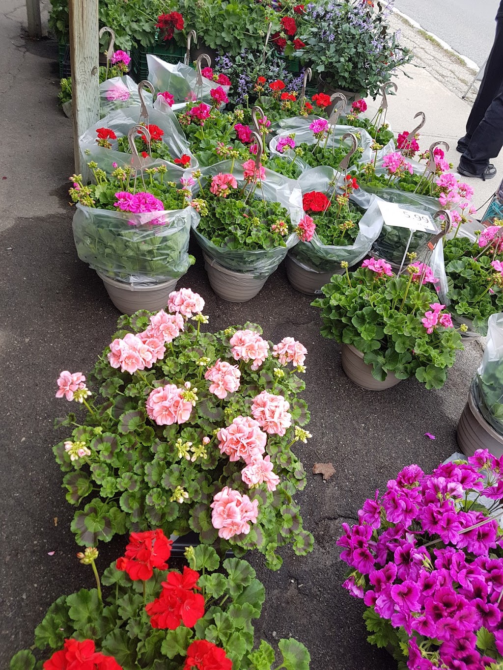 L & L Market | 101 Lancaster St W, Kitchener, ON N2H 4T4, Canada | Phone: (519) 742-2563