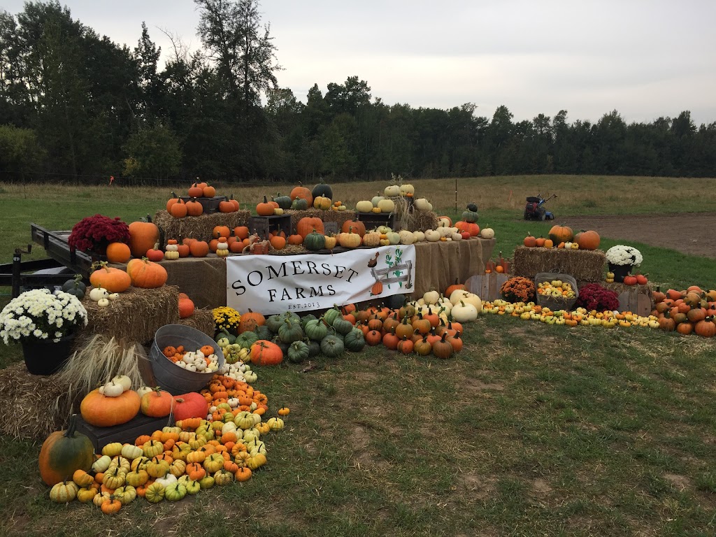 Somerset Pumpkin Farms | 1423 Township Rd 514, Parkland County, AB T7Y 2P5, Canada | Phone: (780) 983-5664