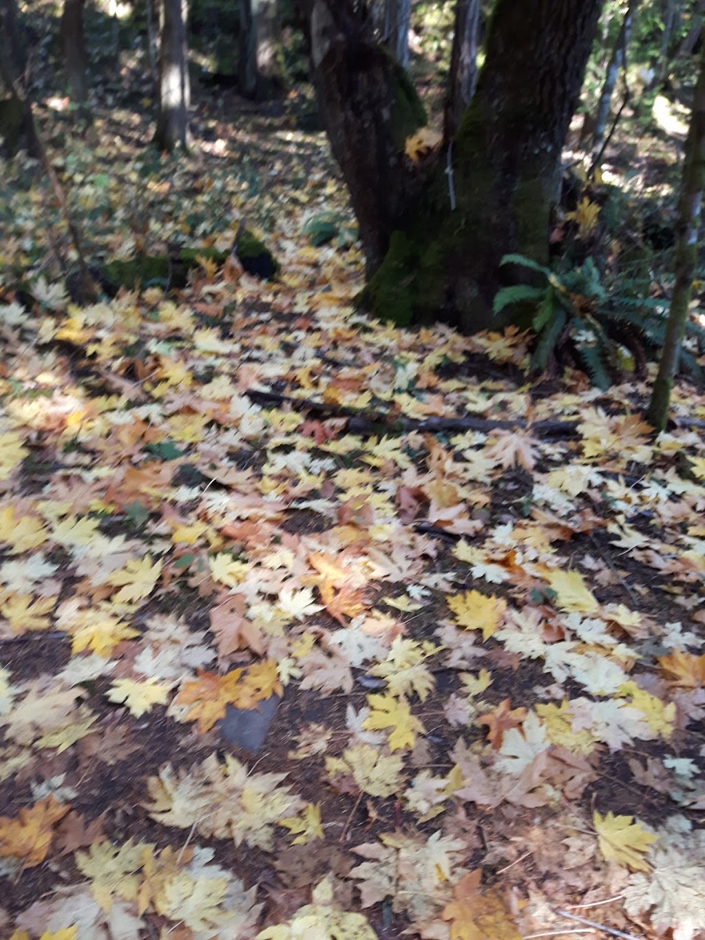 Horth Hill Regional Park | Willow Rd, North Saanich, BC V8L 5R3, Canada | Phone: (250) 478-3344