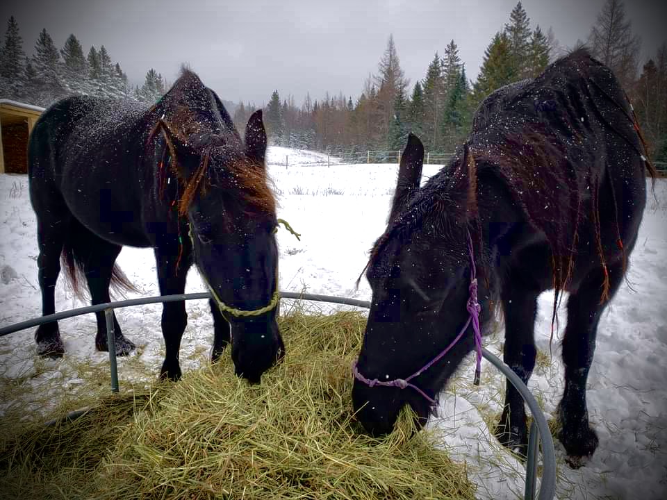 Le Fer à Cheval - The Horseshoe | 36 Rang Cohoes, La Patrie, QC J0B 1Y0, Canada | Phone: (873) 245-0100