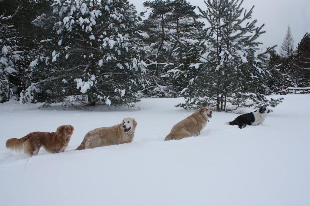 Forever Pawsitive K9 Academy | 610 Huron Rd, Mar, ON N0H 1X0, Canada | Phone: (519) 477-3759