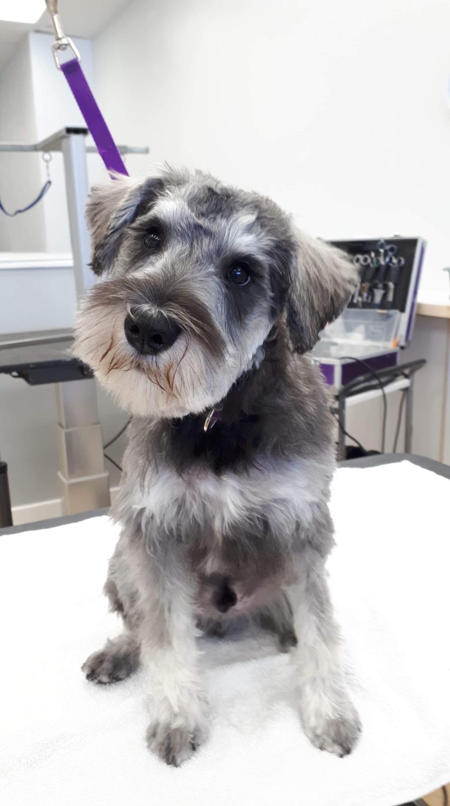 Paws in the Bath Dog Grooming | 305 Barrie St Unit 4A-1, Bradford, ON L3Z 2B7, Canada | Phone: (905) 551-5777
