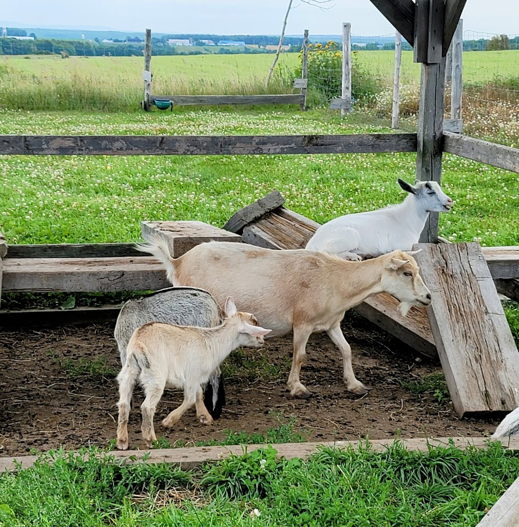 Mathurin Farm | 170 route 132 est, Saint-Michel-de-Bellechasse, QC G0R 3S0, Canada | Phone: (418) 571-3194