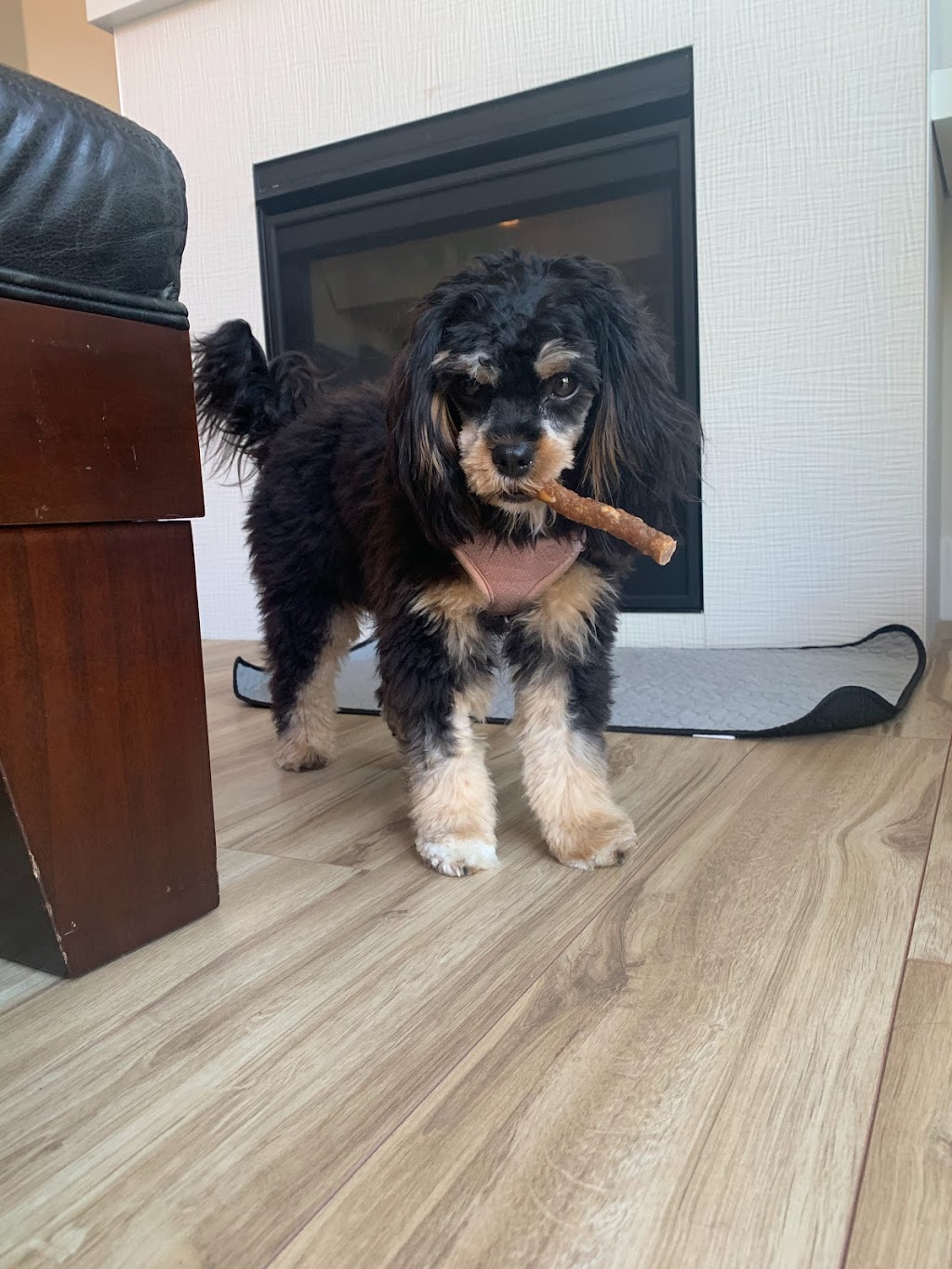 Ruff N Stuff Dog Grooming | 671 Memorial Ave, Qualicum Beach, BC V9K 1G9, Canada | Phone: (250) 594-2284