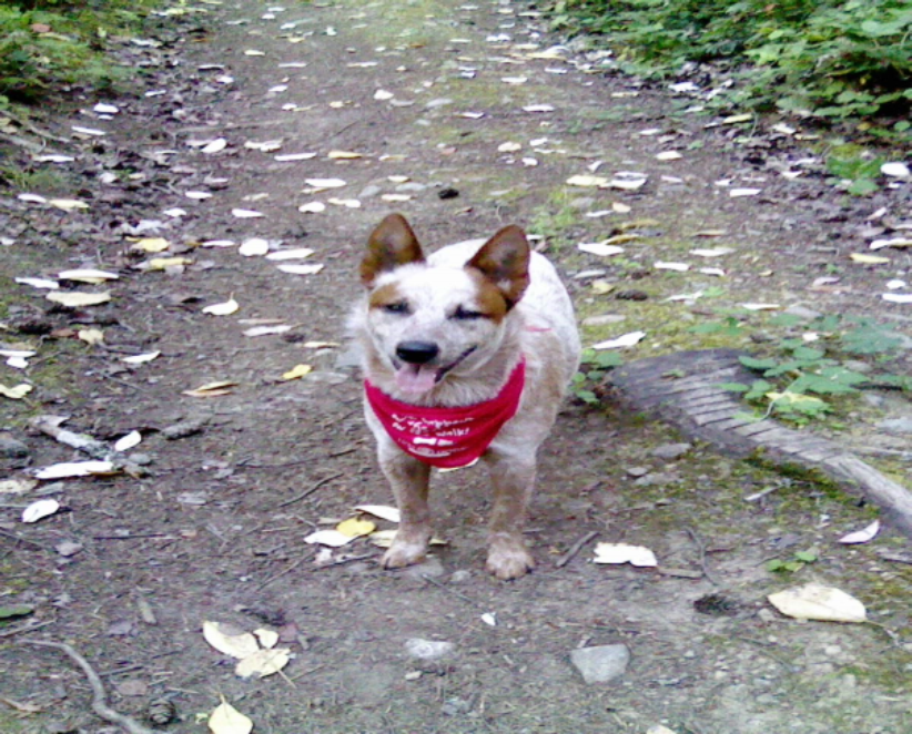 Earls Great Outdoors-Adventure Hikes for Dogs | 1306 Alberni Hwy #162, Parksville, BC V9P 2C9, Canada | Phone: (250) 618-5151