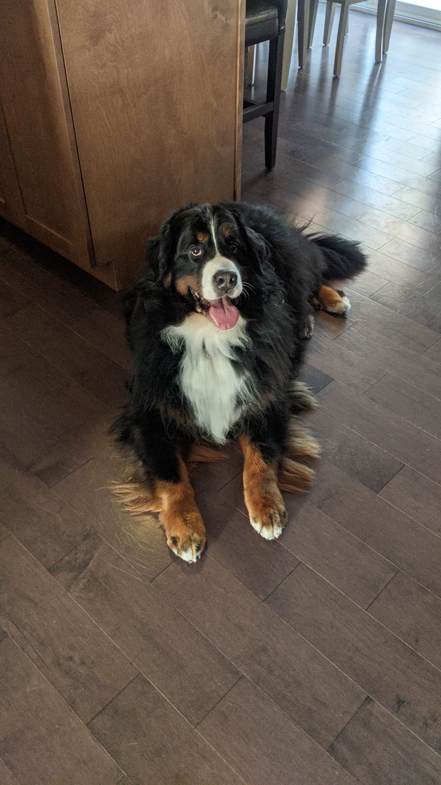 April Saulniers Dog Training | 45 Chem. Saulnier, Notre-Dame, NB E4V 2L4, Canada | Phone: (506) 962-5745