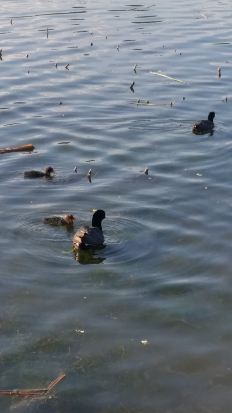 Bridlewood Wetlands Park | 45 Bridlecreek Park SW, Calgary, AB T2Y 3N6, Canada | Phone: (403) 268-2489