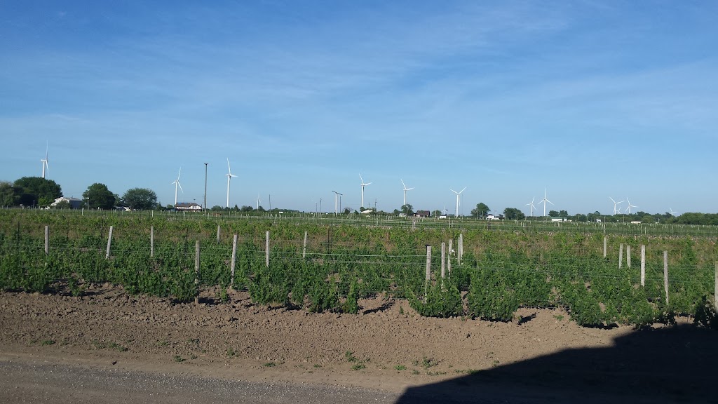 Sprucewood Shores Estate Winery | 7258 Essex County Rd 50 RR #5, Harrow, ON N0R 1G0, Canada | Phone: (519) 738-9253