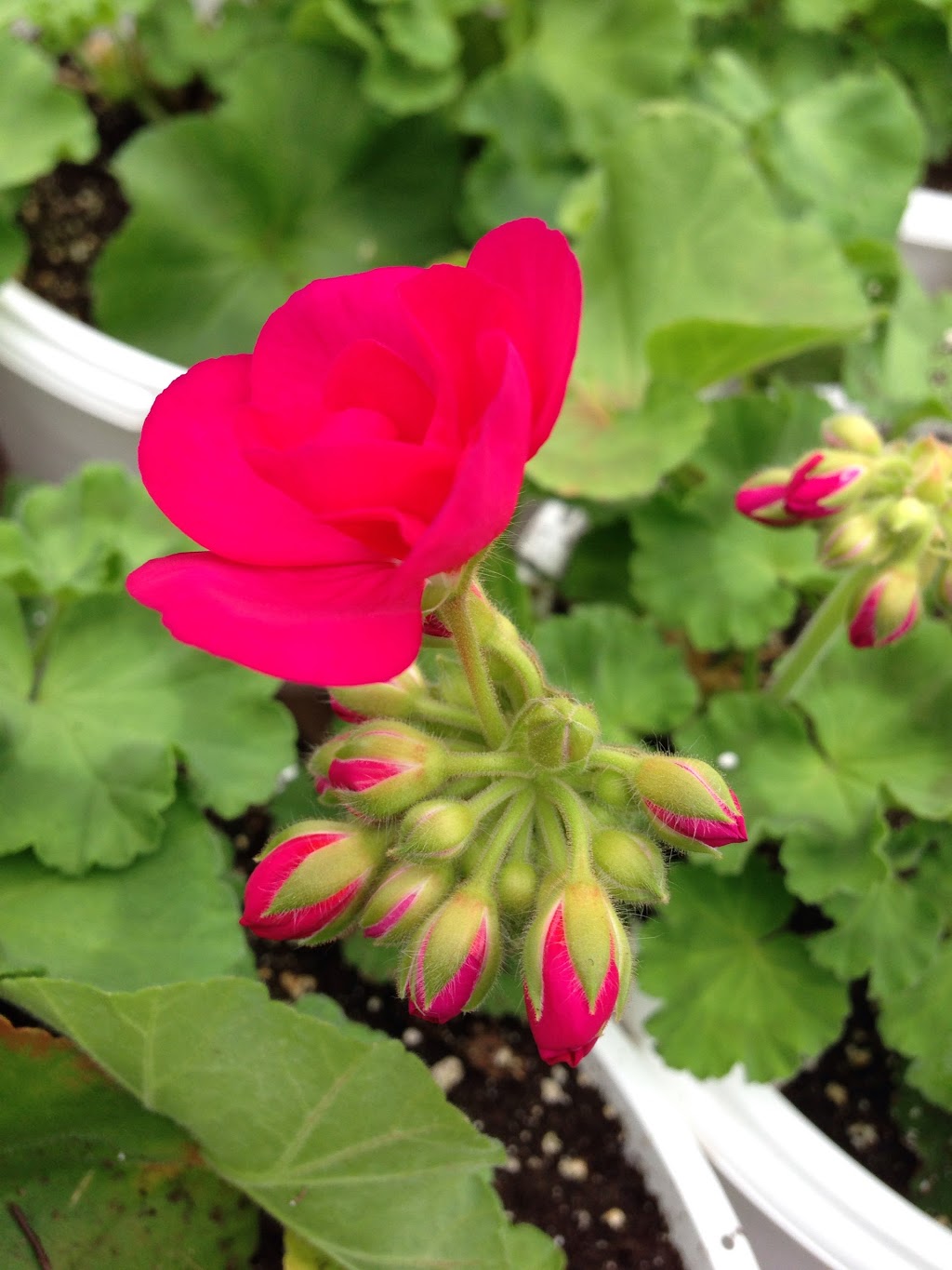 Old Mill Greenhouse | 22112 Gibson Rd, Mount Brydges, ON N0L 1W0, Canada | Phone: (519) 264-1638