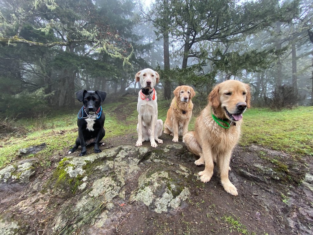 Pacific Dogwood Dogs | Adventure Dog Walker & Boarding | 2866 Leigh Rd, Langford, BC V9C 2P6, Canada | Phone: (250) 667-3704