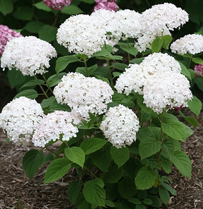 Innovative Landscaping | 1 Elm Dr #1210, Mississauga, ON L5B 4M1, Canada | Phone: (647) 990-2942