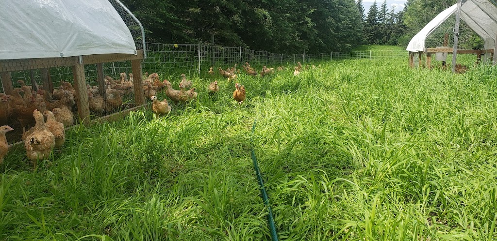 Back On The Farm | RR2, Didsbury, AB T0M 0W0, Canada | Phone: (403) 586-2456