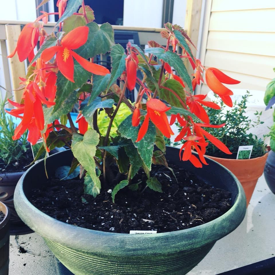 Lohr-a-Lee Greenhouses | Township Rd 325A, Didsbury, AB T0M 0W0, Canada | Phone: (403) 438-0030