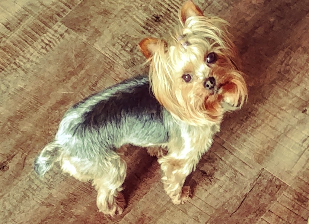 Grand River Grooming | 146 1 Line, Elora, ON N0B 1S0, Canada | Phone: (226) 820-3597