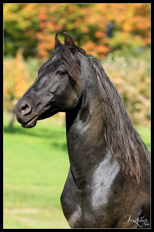 Chevaux JSA Morgan | 97 2e Rang E, Saint-Gervais, QC G0R 3C0, Canada | Phone: (418) 576-5835