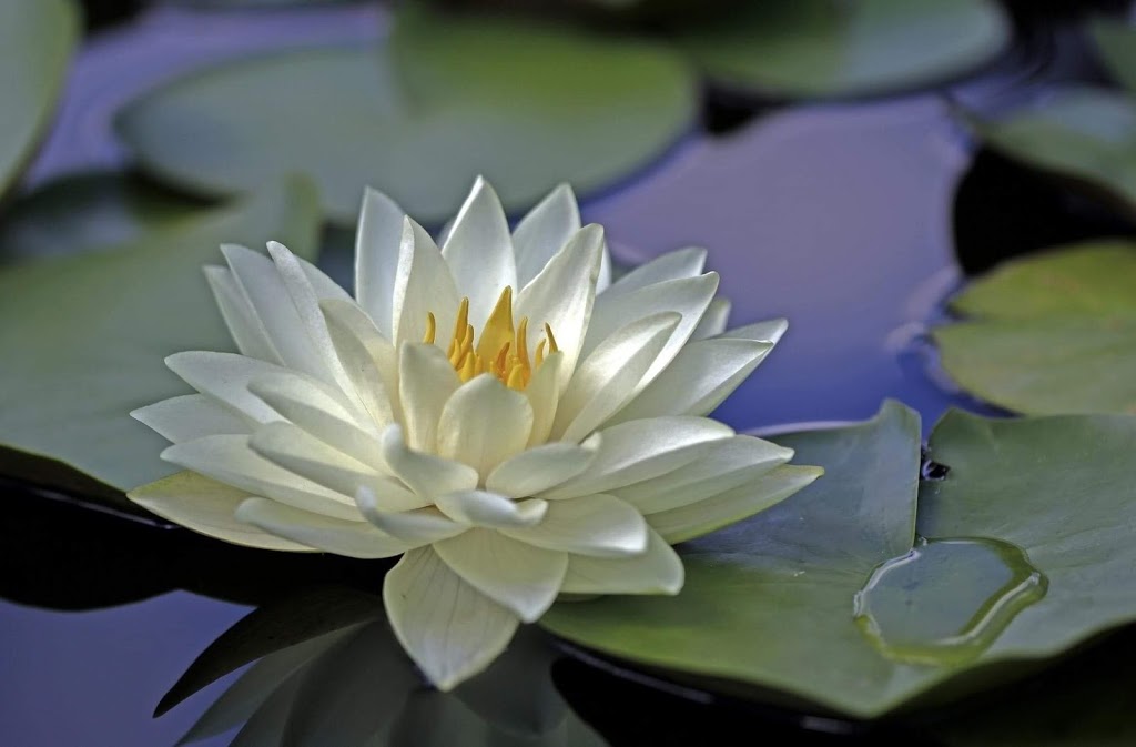 Lily Pad Day Spa | 41 Earls Road, Huntsville, ON P1H 1C7, Canada | Phone: (705) 787-1717