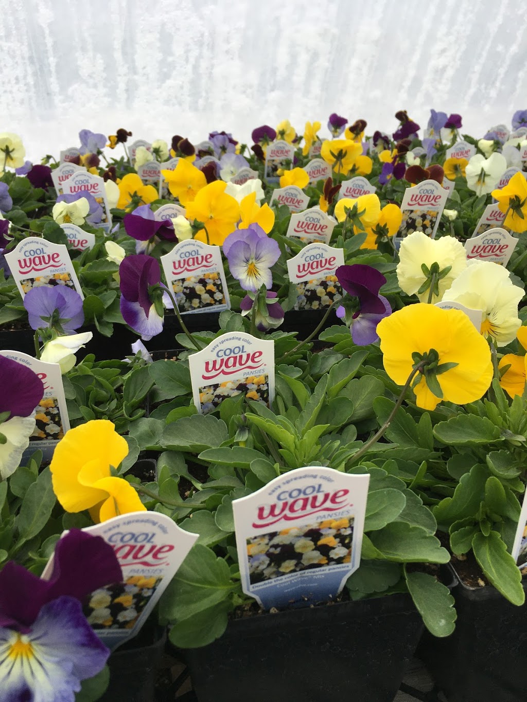 Brooklyn Farms | 5091 Brooklyn St, Berwick, NS B0P 1E0, Canada | Phone: (902) 538-1715
