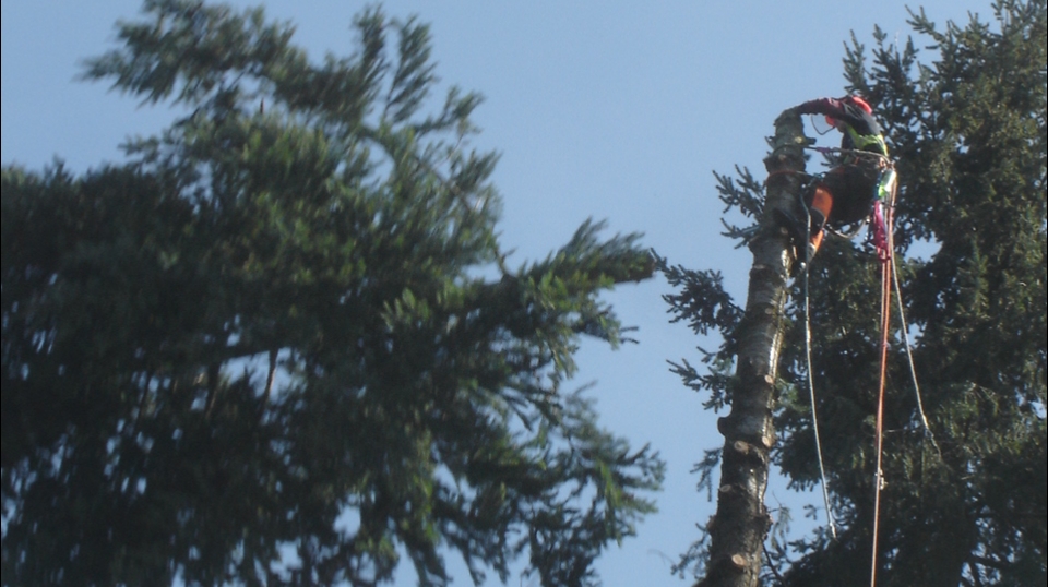 VRP Tree Service | 3097 Landmark Crescent, Nanaimo, BC V9T 5P9, Canada | Phone: (250) 327-7124
