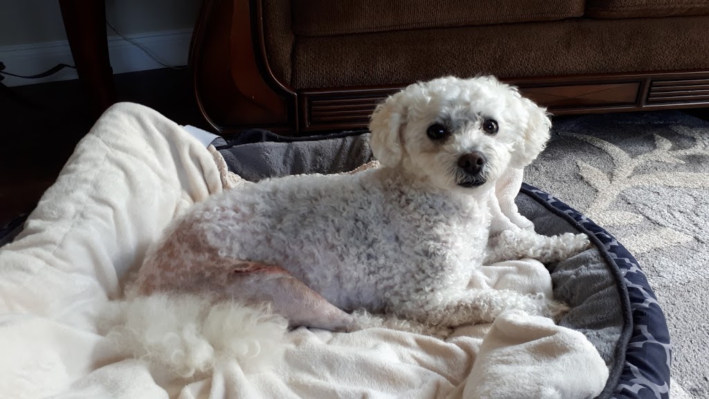 Silverfox Veterinary Medical Centre | 2729 Fredericton Rd Unit 4, Salisbury, NB E4J 0E2, Canada | Phone: (506) 372-4431