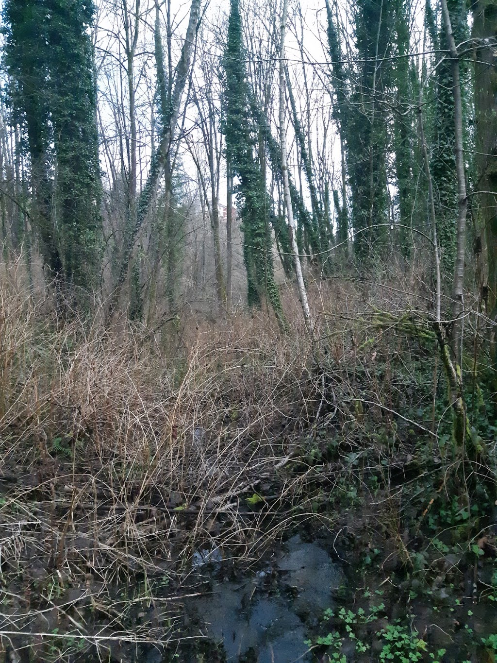 Glenbrook Ravine Trail | Glenbrook, Ravine Trail, New Westminster, BC V3L 5J5, Canada | Phone: (604) 521-3711