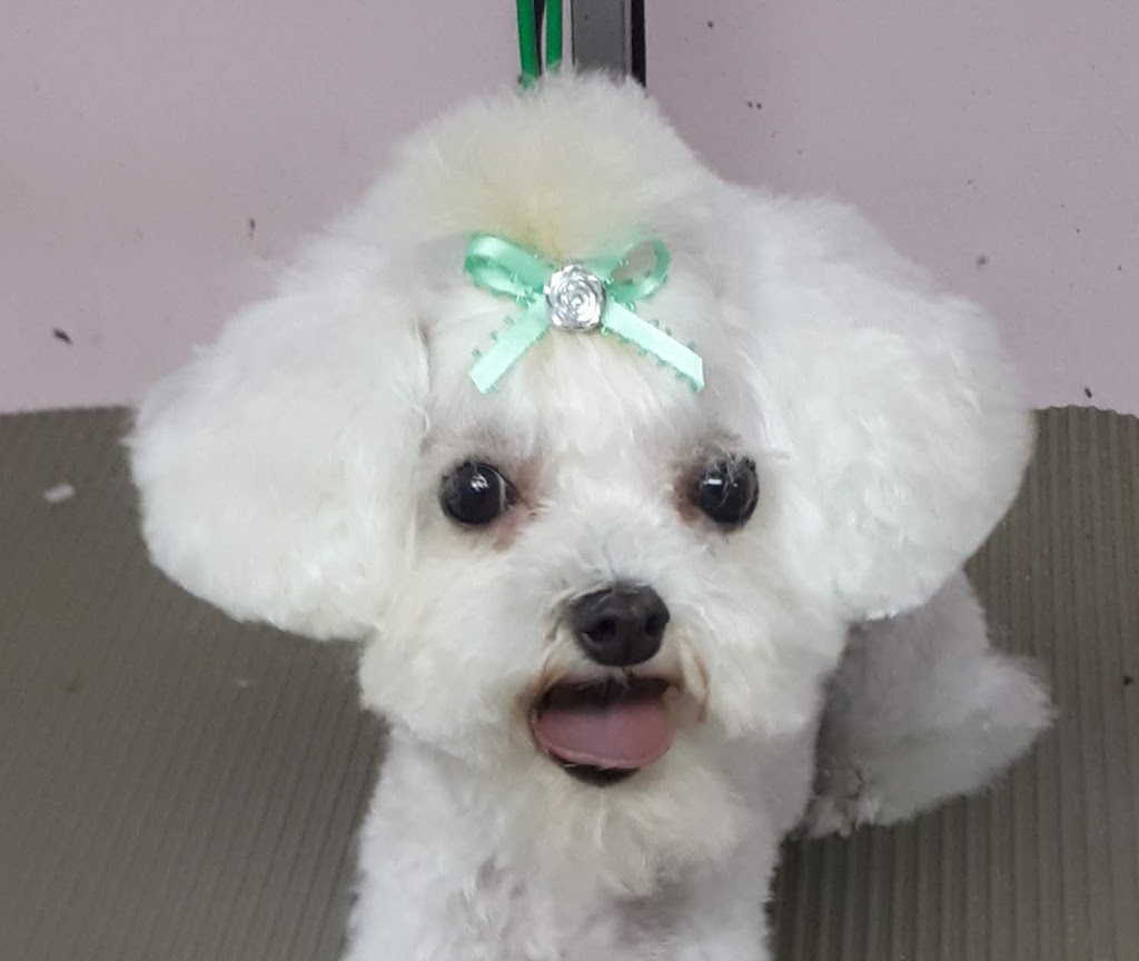 A La Fantaisie Animale | 71 Rue Notre Dame E, Trois-Rivières, QC G8T 4B9, Canada | Phone: (819) 701-3056